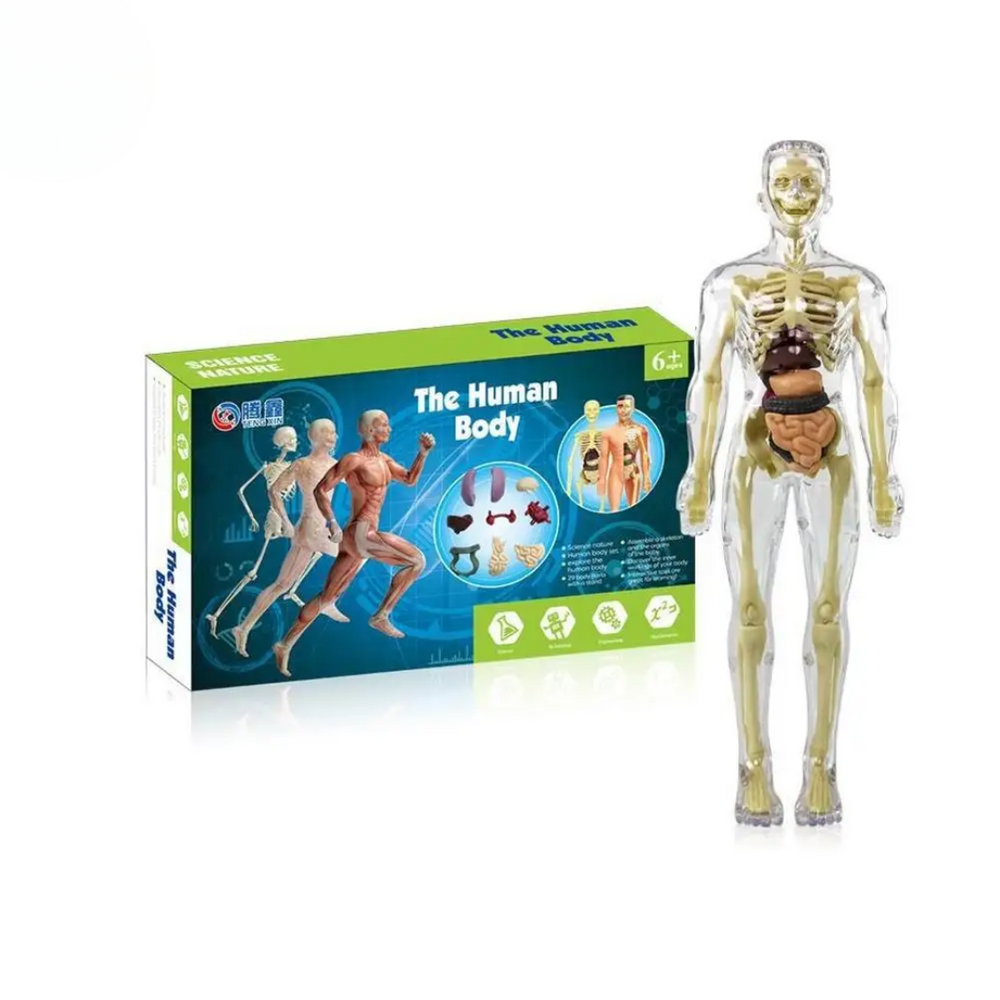 Menselijk Lichaam Model Kind – Anatomie Speelgoed met Organen | Educatief & Interactief