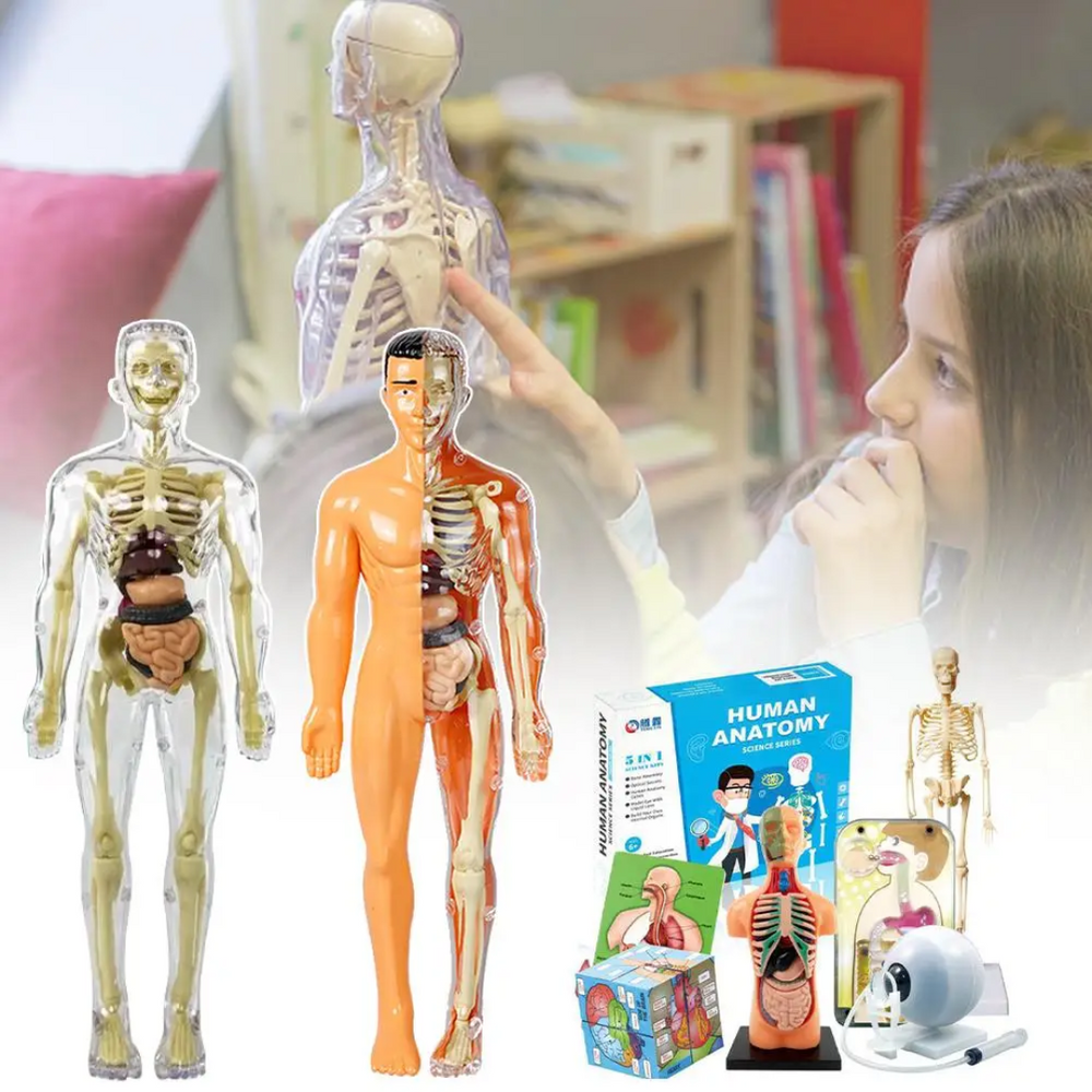 Menselijk Lichaam Model Kind – Anatomie Speelgoed met Organen | Educatief & Interactief