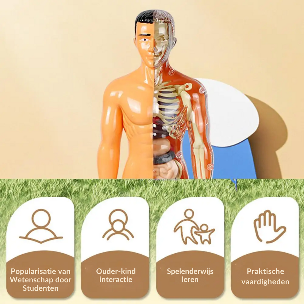 Menselijk Lichaam Model Kind – Anatomie Speelgoed met Organen | Educatief & Interactief