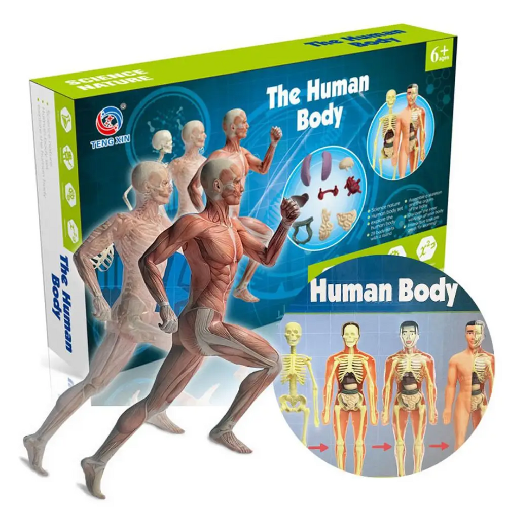 Menselijk Lichaam Model Kind – Anatomie Speelgoed met Organen | Educatief & Interactief