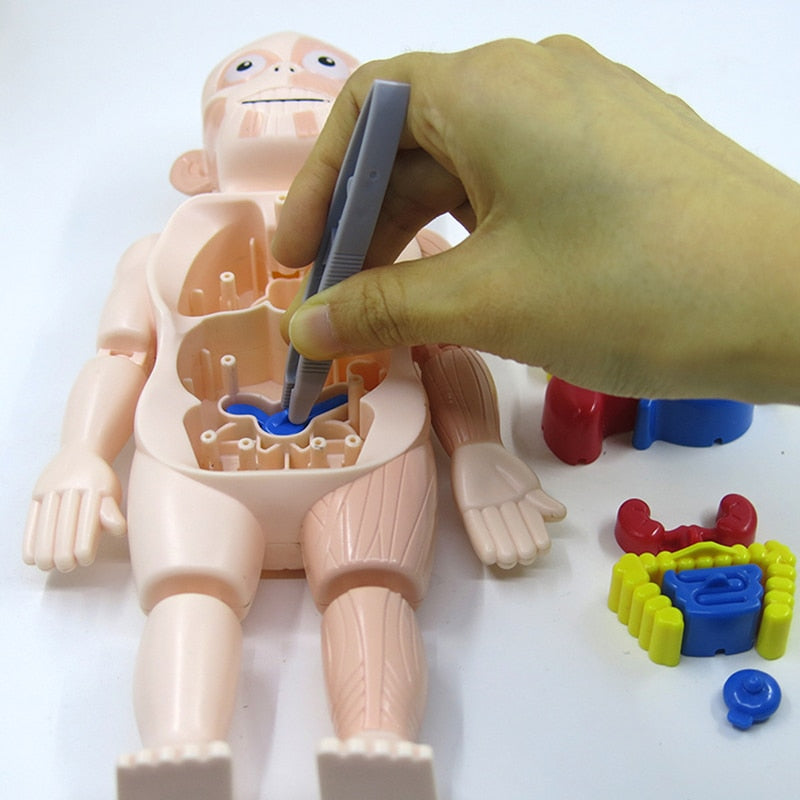Anatomie Speelgoed Kinderen – Menselijk Lichaam Model