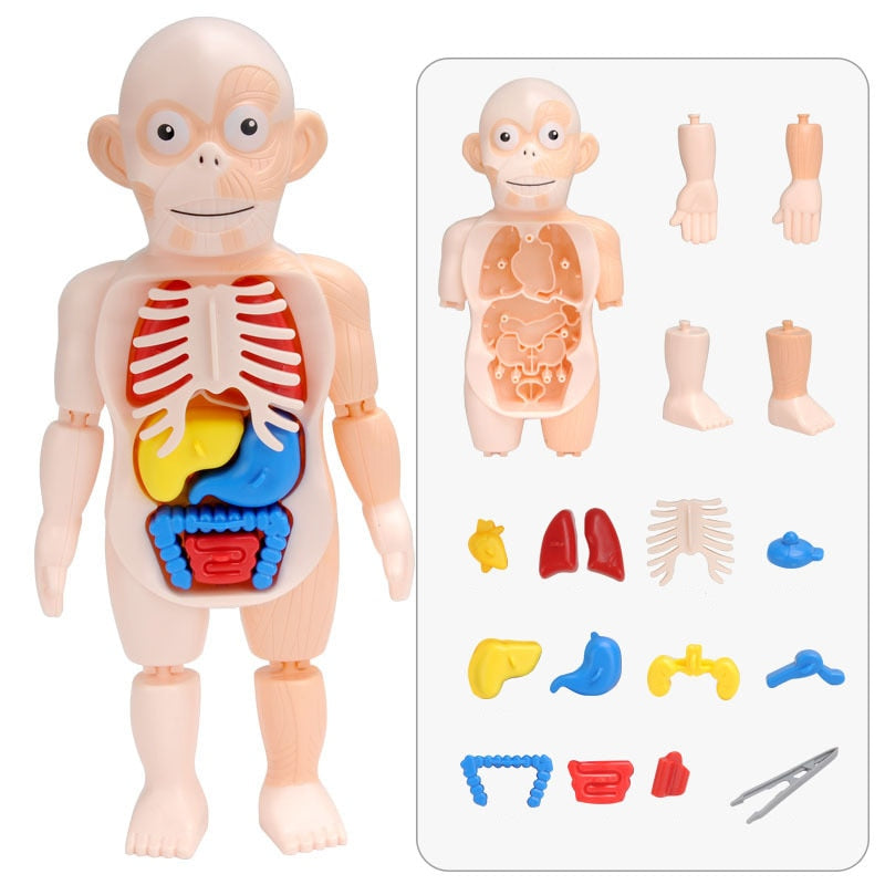 Anatomie Speelgoed Kinderen – Menselijk Lichaam Model