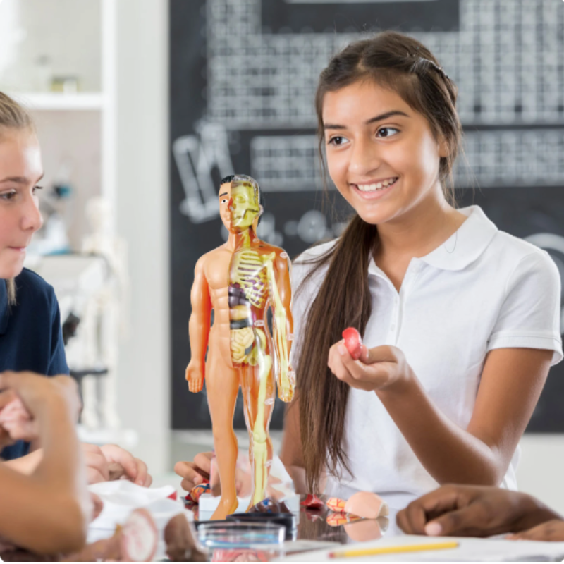 Anatomie Speelgoed Kind – 3D Menselijk Lichaam Bouwset Educatief 5+