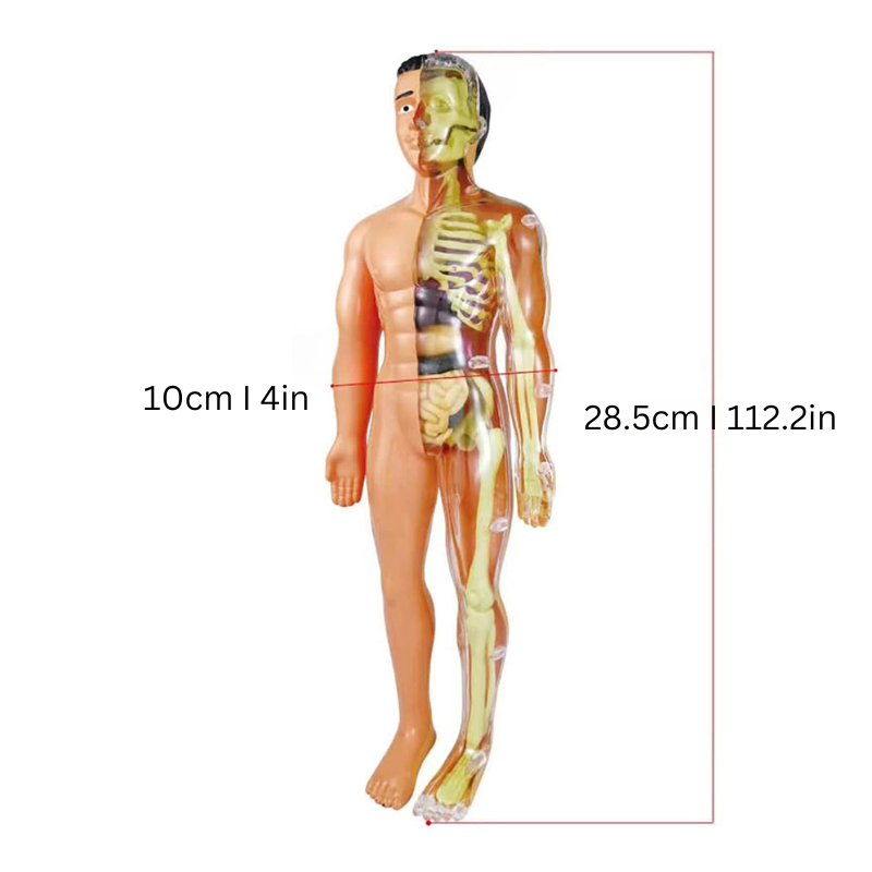 Anatomie Speelgoed Kind – 3D Menselijk Lichaam Bouwset Educatief 5+