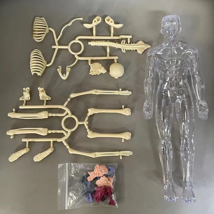 Menselijk Lichaam Model Kind – Anatomie Speelgoed met Organen | Educatief & Interactief